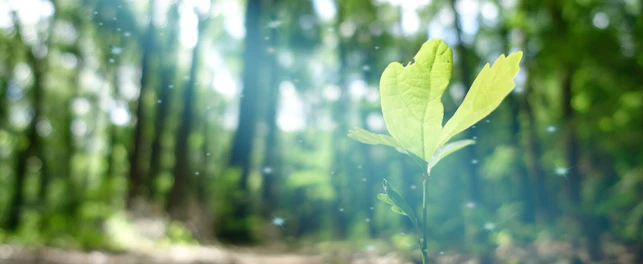 Plant Growing in the Forest